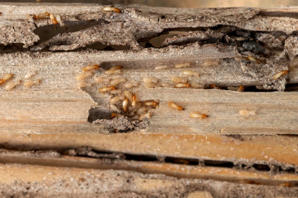 Best Affordable Pest Control Services  in Monessen, PA